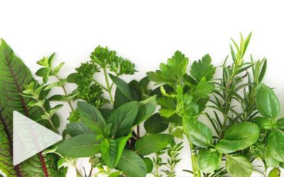 Seasonal Herbs and Botanicals for Better Health